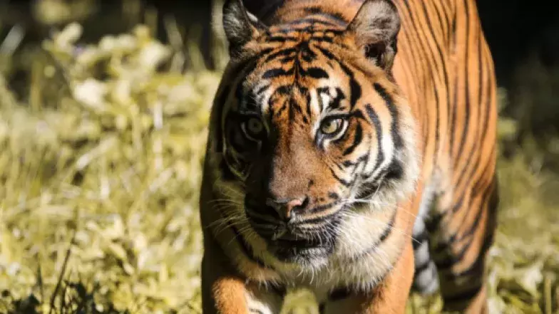 Tigre marchant vers la caméra