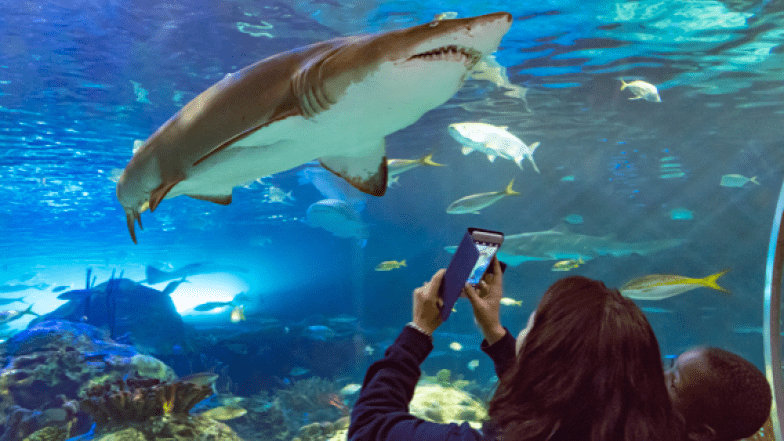 Personne tenant un téléphone pour prendre une photo du requin qui nage au-dessus de sa tête.